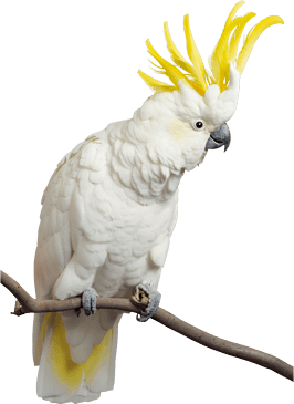 Parrot On Stick2